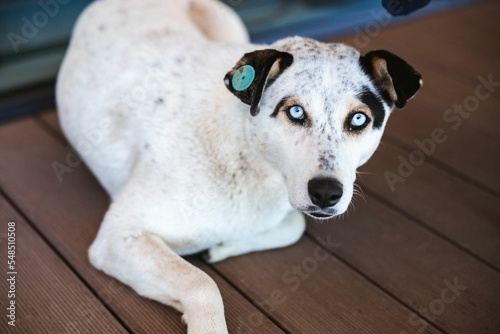Portrait of cute white dog with light blue eyes and black ears laying on wooden floor