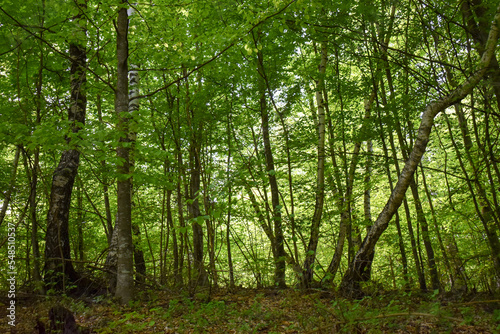 Forest Nature Bosnia And Herzegovina  © diego_hz