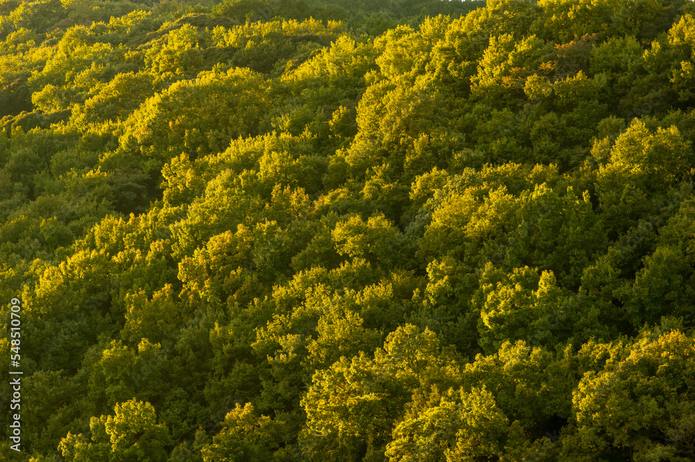 夕陽に染まる山の木々 夕陽に染まる山の木々
