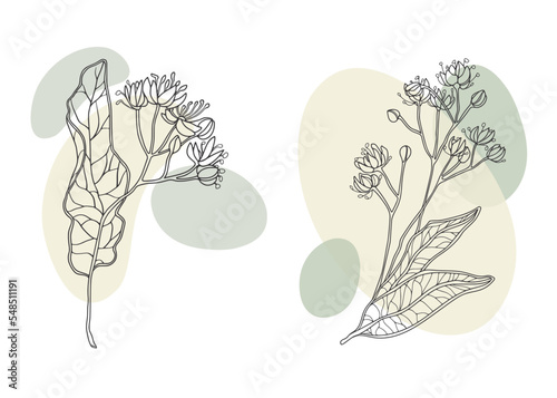 Linden leaves with yellow shapes on white background. Outline flowers linden vector illustration 
