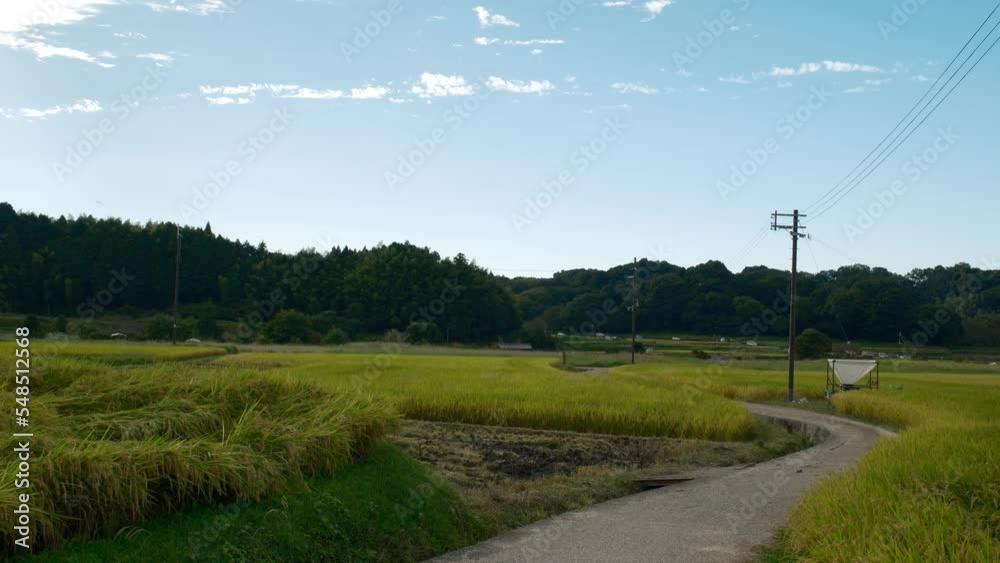Rice fields at dusk in autumn, harvest rice and one road Rice fields at dusk in autumn, harvest rice and one road