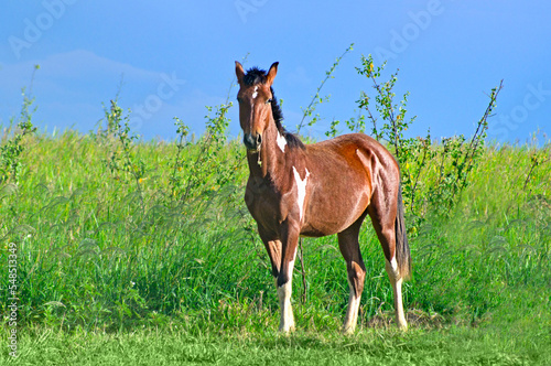 Brown horse eating grass and looking at camera  in green environment under dark blue sky