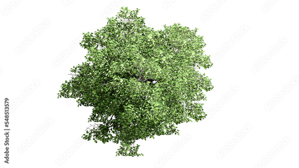 3D Top view Green Trees Isolated on PNGs transparent background , Use for visualization in architectural design or garden decorate
3D Top view Green Trees Isolated on PNGs transparent background , Use for visualization in architectural design or garden decorate