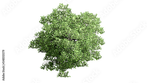 3D Top view Green Trees Isolated on PNGs transparent background , Use for visualization in architectural design or garden decorate	
