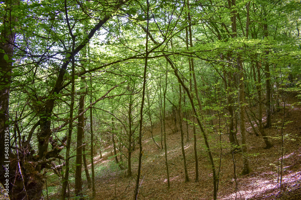 Fototapeta premium Forest Nature Bosnia And Herzegovina 