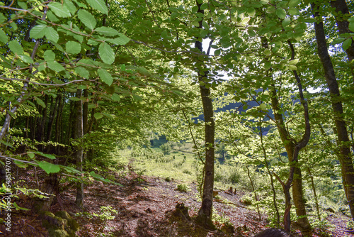 Wallpaper Mural Forest Nature Bosnia And Herzegovina  Torontodigital.ca