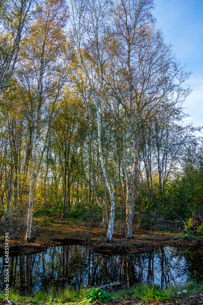 Birch trees in a marshland in Bargerveen, Netherlands
