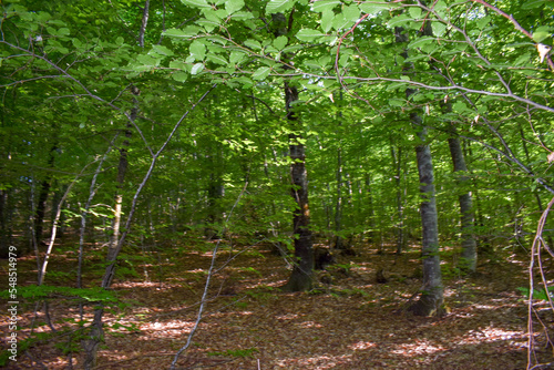 Forest Nature Bosnia And Herzegovina 