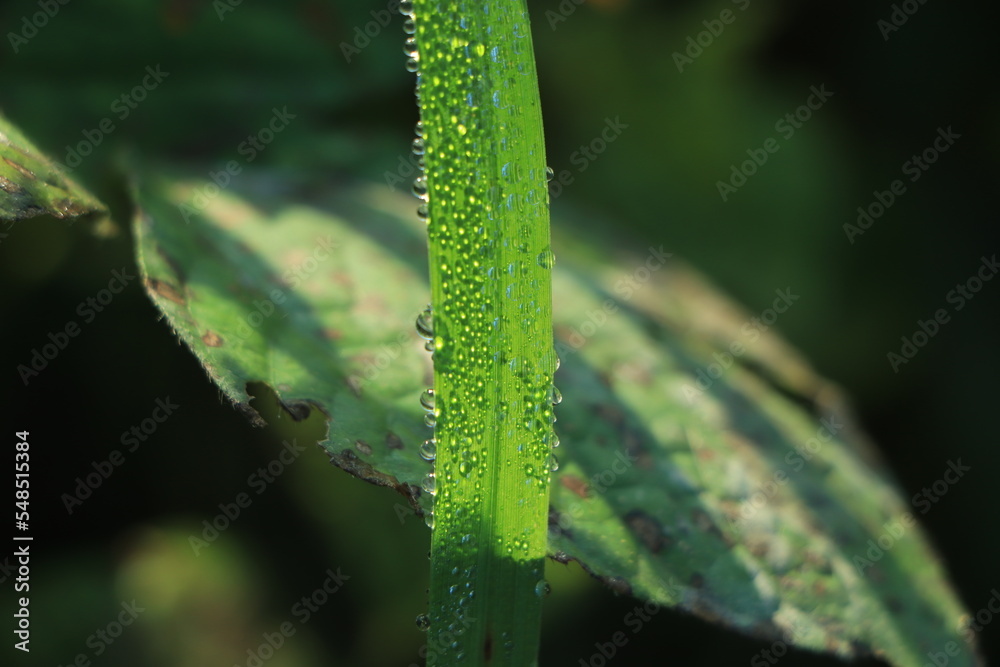 Fresh green grass with dew drops in sunshine on auttum and bokeh. Abstract blurry background. Nature background. Texture. copy space.