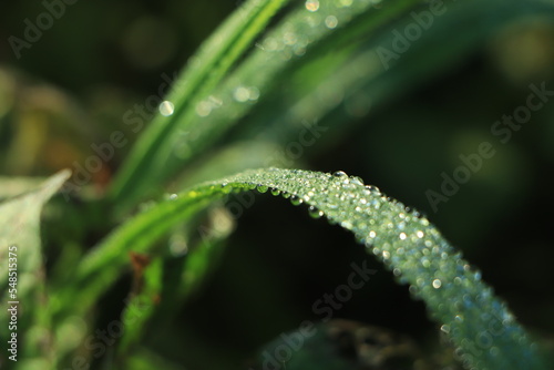 The​ rice plants in the fields that are gushing out with the morning dew are a very beautiful of nature