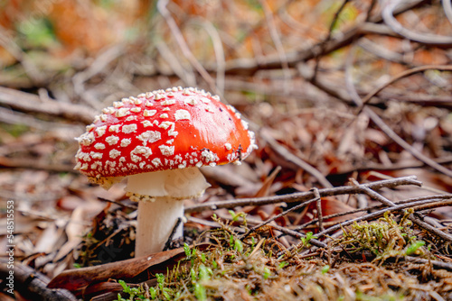 Agaric mushroom in forest