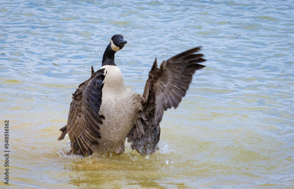 Fototapeta premium Canadian Goose flapping her wings at Garden lake in Rome Georgia.
