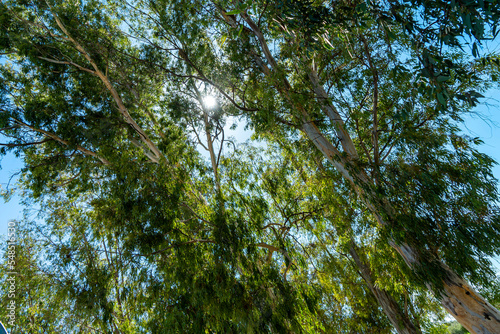 Variety trunks, branches and green needles of the eucalyptus viminalis trees in the forest against the blue sky with the sunlight. Bottom view of the trees. Selective focus, abstract, wallpaper. photo