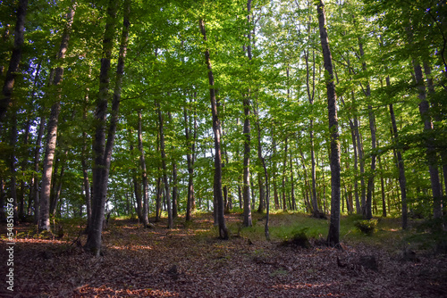 Forest Nature Bosnia And Herzegovina 