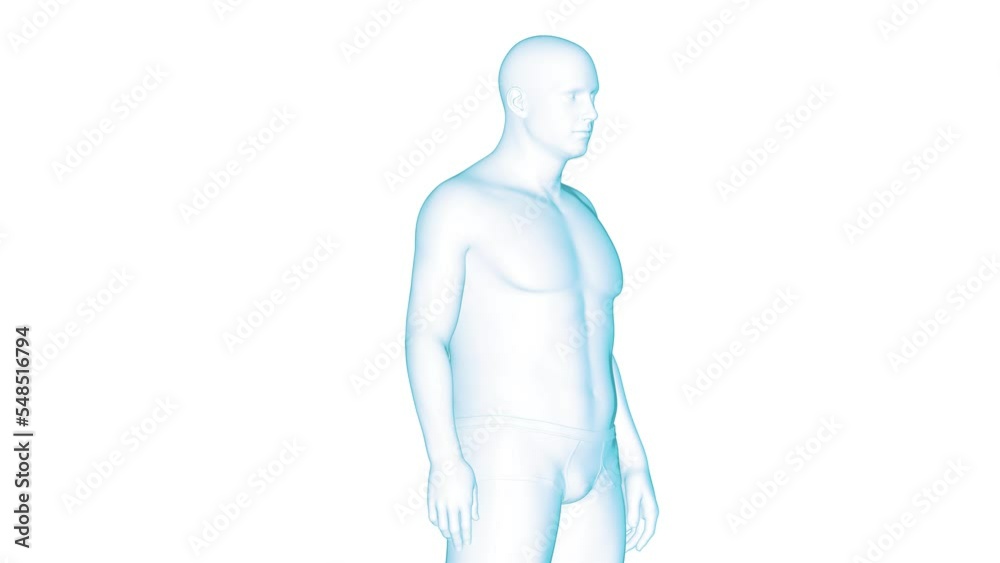 3D rendered Medical Animation of A man's transition from being overweight to being fit. 3D rendered Medical Animation of A man's transition from being overweight to being fit.