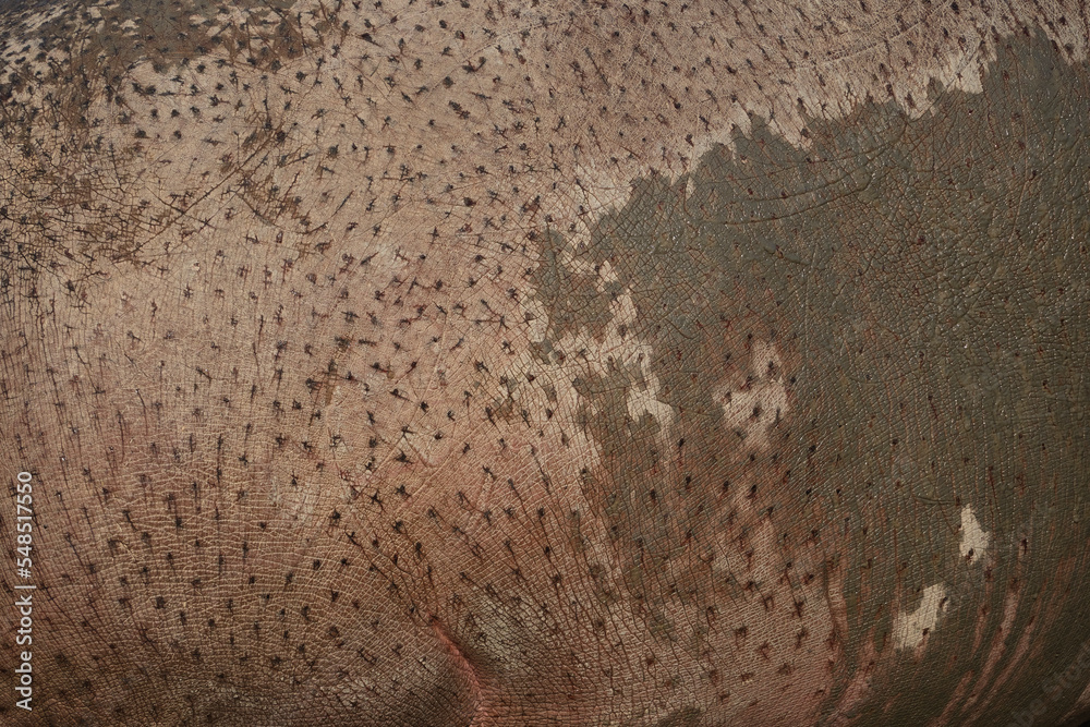 Surface of hippo skin. Hippo skin background, pattern, texture. Stock