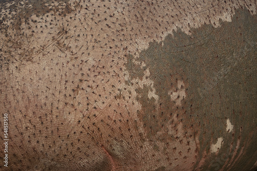 Surface of hippo skin. Hippo skin background, pattern, texture. 