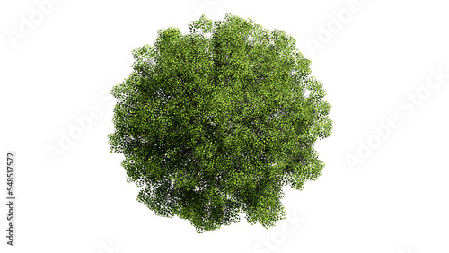 3D Top view Green Trees Isolated on PNGs transparent background , Use for visualization in architectural design or garden decorate	

