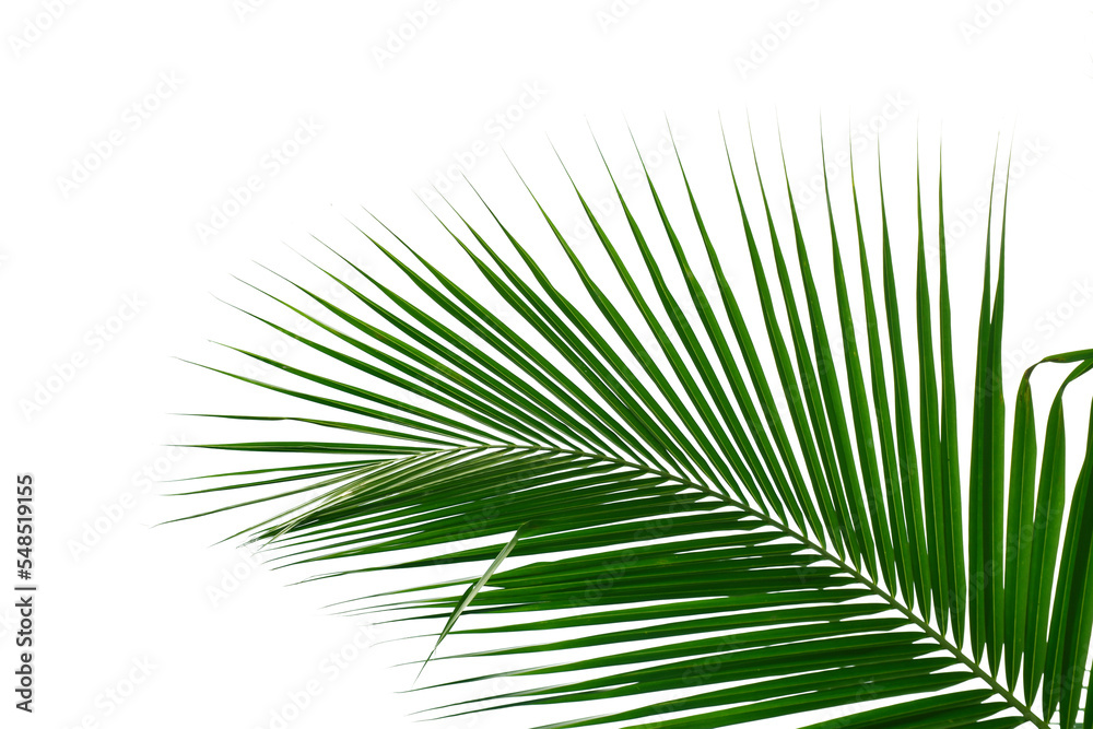 Obraz premium Coconut tree leaves on white background