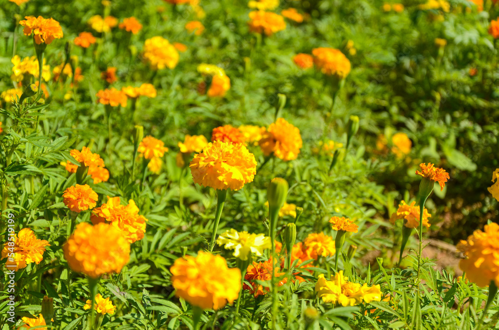 Fototapeta premium Tagetes erecta in the garden.