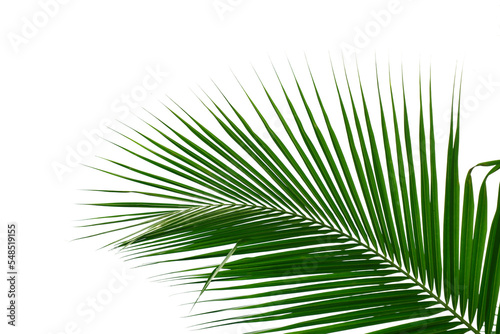 Coconut tree leaves on white background