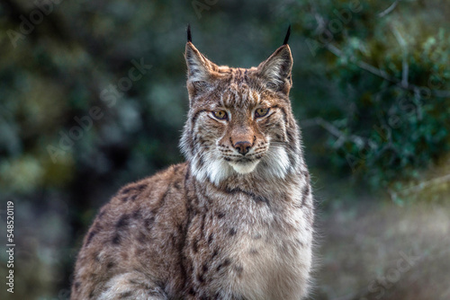 lynx