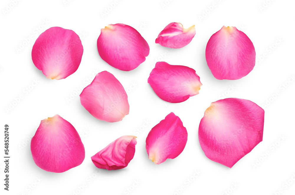 Pink rose flower petals isolated against a transparent background for use with love and romantic image designs.