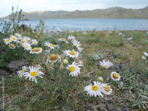 Wild daisies in the lonely steppe by vast Terkhiin Tsagaan lake, Arkhangai province, Mongolia. By the lake, there are plenty of wild flowers that bloom magnificently. The surrounding steppe is calm. 