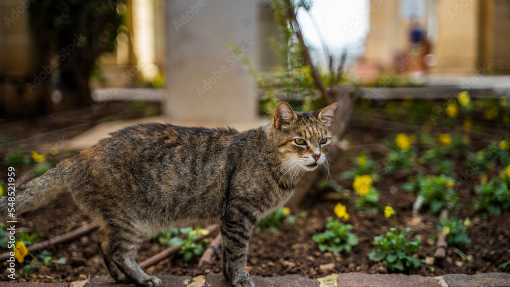 Naklejka premium cat walk ships buildings beautiful mediterranean sea malta island sand stones sun cacti