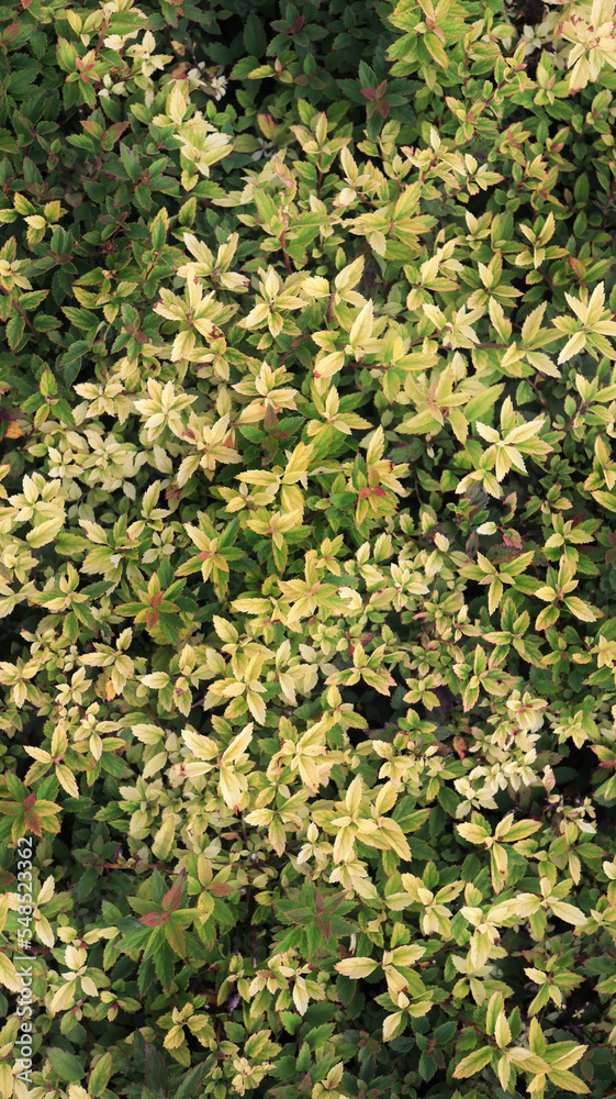 Green garden plants Green garden plants