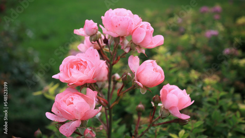 Pink garden roses