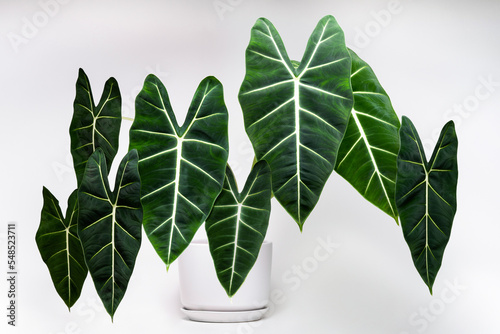 Alocasia Micholitziana Frydek matured plant in whte ceramic pot with isolated white background. Alocasia Green Velvet.