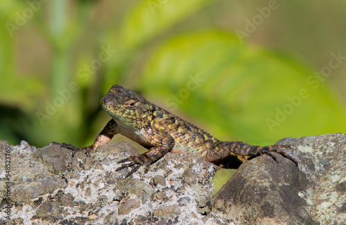 Green lizard sitting on a rock enjoying the sunshine in the Costa Rican jungle