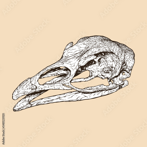 turkey skull head vector illustration