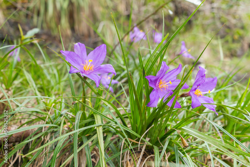 purple flowers at capitolio minas gerias brazil photo