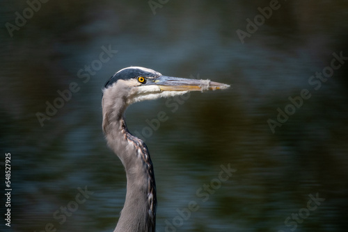 Great Blue Heron Headshot