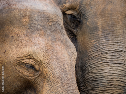 Close shot of two elephants.