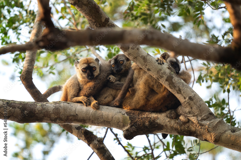 Fototapeta premium Rufous brown lemur in the Kirindy park. Lemurs on the Madagascar island. Madagascar fauna. Common brown lemurs in the forest. 