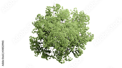 3D Top view Green Trees Isolated on PNGs transparent background , Use for visualization in architectural design or garden decorate 