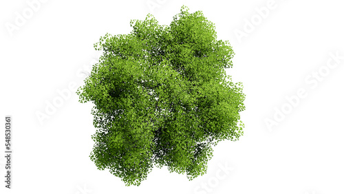 3D Top view Green Trees Isolated on PNGs transparent background , Use for visualization in architectural design or garden decorate	
