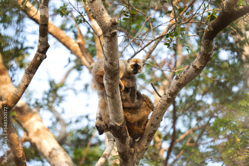 Rufous brown lemur in the Kirindy park. Lemurs on the Madagascar island. Madagascar fauna. Common brown lemurs in the forest. 