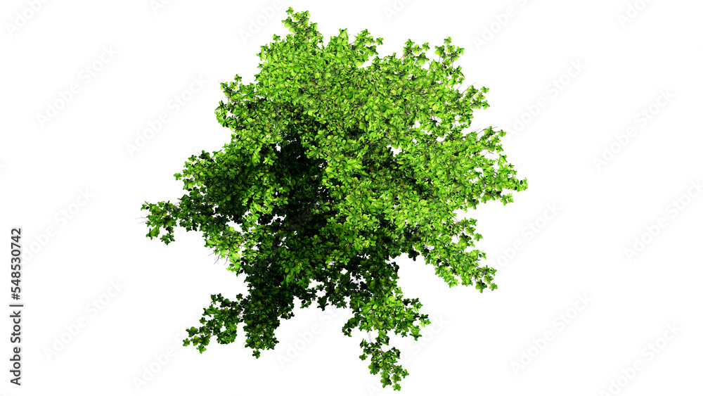 3D Top view Green Trees Isolated on PNGs transparent background , Use for visualization in architectural design or garden decorate
3D Top view Green Trees Isolated on PNGs transparent background , Use for visualization in architectural design or garden decorate