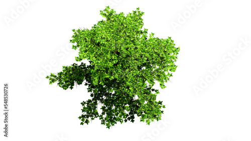 3D Top view Green Trees Isolated on PNGs transparent background   Use for visualization in architectural design or garden decorate  