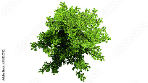 3D Top view Green Trees Isolated on PNGs transparent background , Use for visualization in architectural design or garden decorate	
