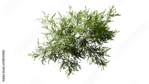 3D Top view Green Trees Isolated on PNGs transparent background   Use for visualization in architectural design or garden decorate  