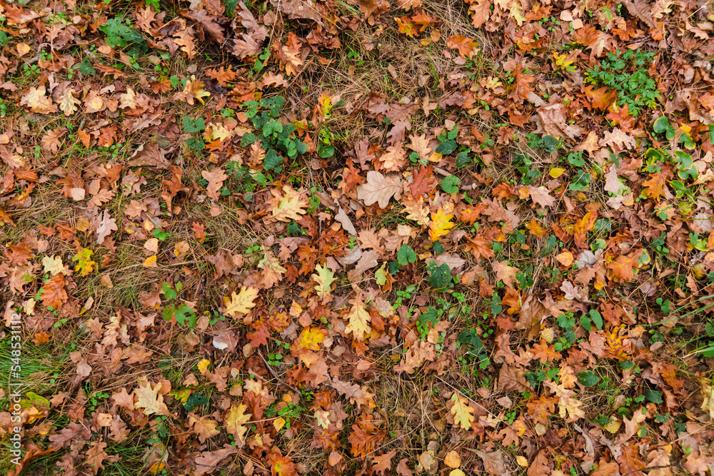Colorful bright seasonal autumn background pattern. Vibrant carpet of fallen forest leaves. Outdoor. Brown yellow red orange oak leaves in autumn forest