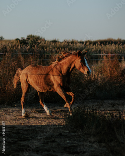 Horse trotting in the field