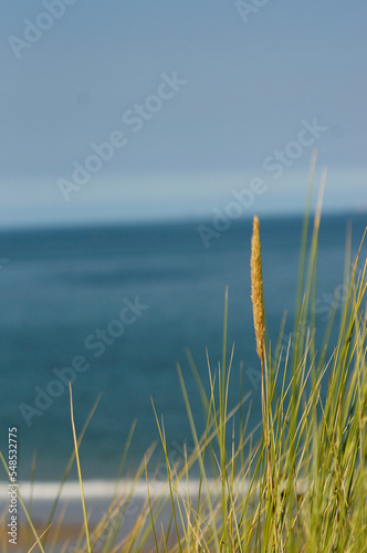 Fototapeta Naklejka Na Ścianę i Meble -  Gras mit Ausblick aufs Meer