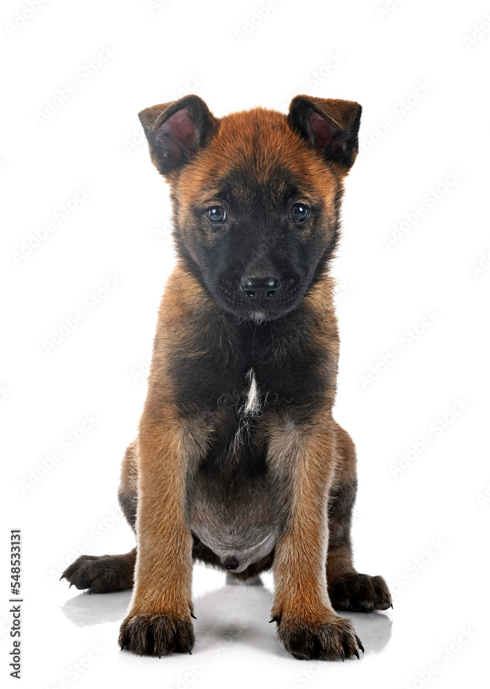 puppy malinois and cat puppy malinois and cat