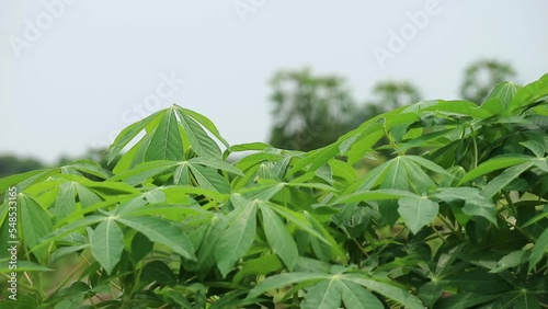 Footage of cassava leaves or Manihot esculanta crantz swaying in the wind, photo